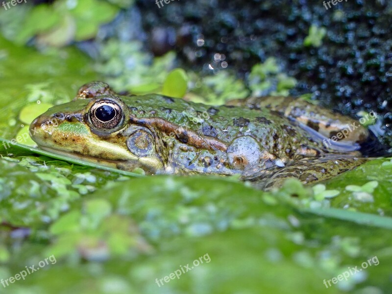 Frog Pond Water Animal Green