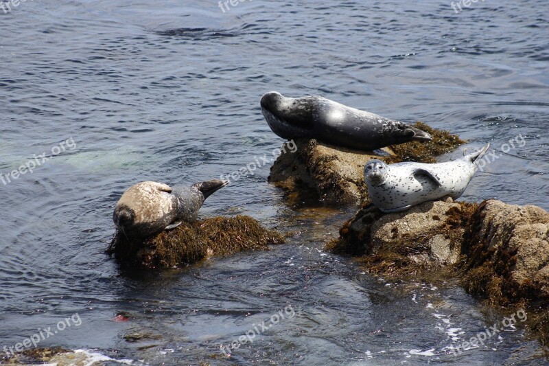 California Monterey Seal Coast Usa