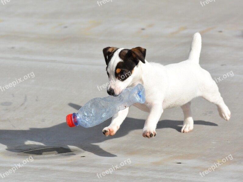 Jack Russel Puppy Play Bottle Cute