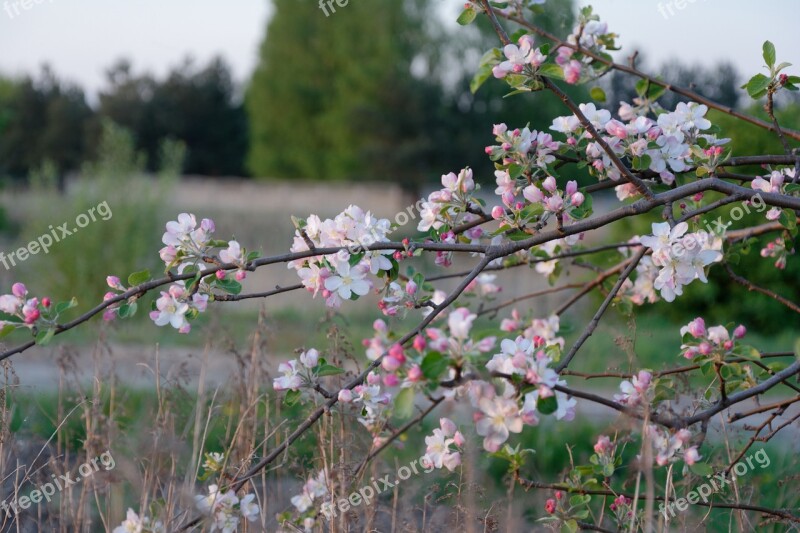 Spring Jabłonka Apple Nature Tree