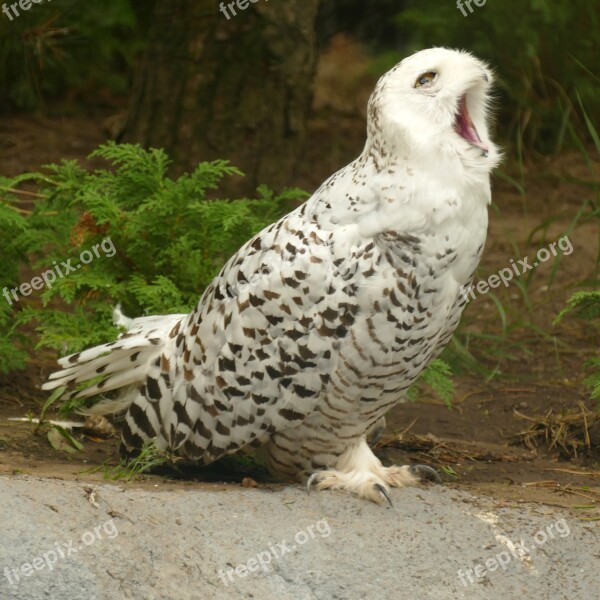 Snowy Owl Owl Bird Of Prey White Brown