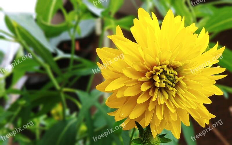 Coneflower Flowers Yellow Flower Yellow Flowers Summer