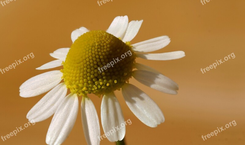 Chamomile Flower Nature Prato Summer