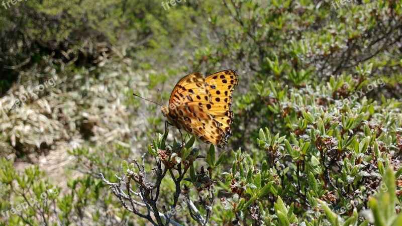 Japan Butterfly Argynnis Paphia Silver-washed