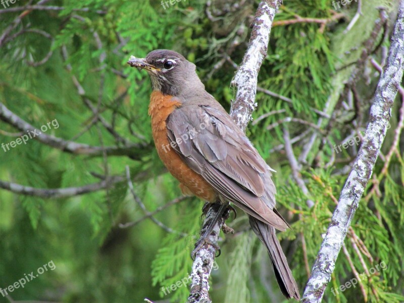 American Robin American Robin Tree Cedar