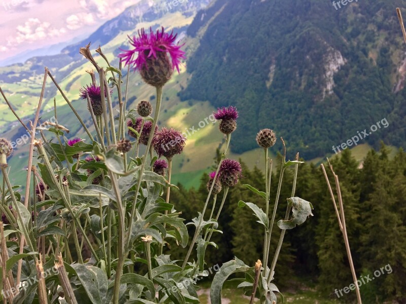 Flower Nature Summer Plant Sky