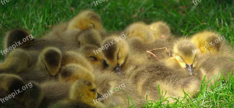 Cute Duckling Duck Fluffy Animal