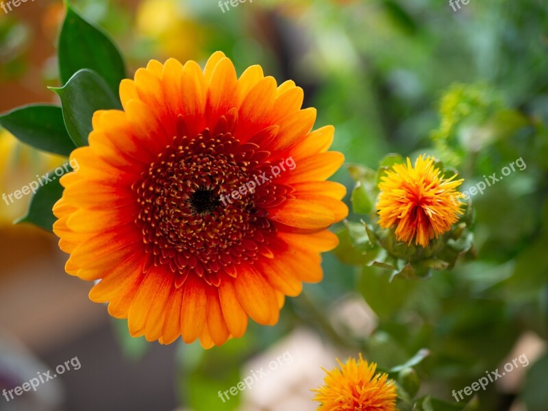 Mini Gerbera Flower Orange Close-up Bouquet