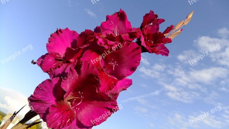 Gladiolus Sky Flower Summer Clouds