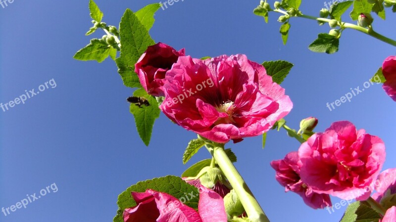 Malva Bee Sky Red Nature