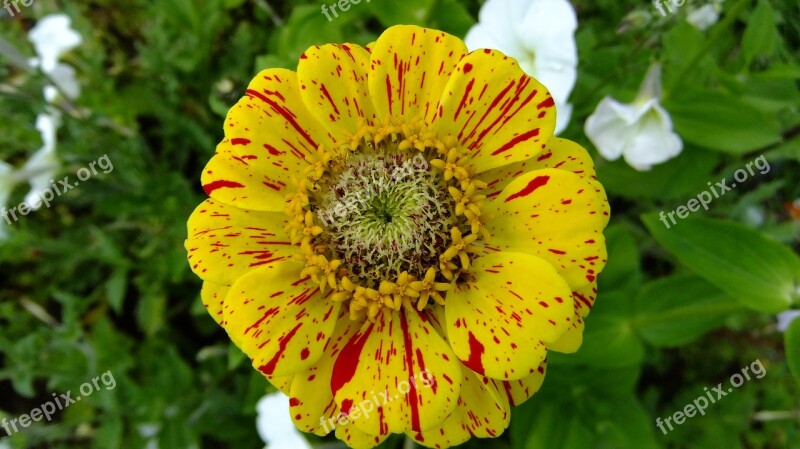 Zinnia Garden Flowers Nature Summer