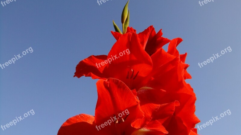 Gladiolus Flowers Summer Flower Beautiful