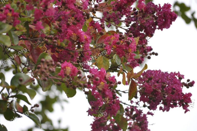 Crepe Myrtle Pink Flower Garden Lagerstroemia