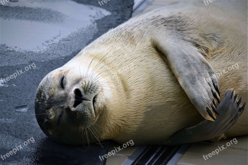 Robbe Seal Howler Baby Seal Sanctuary