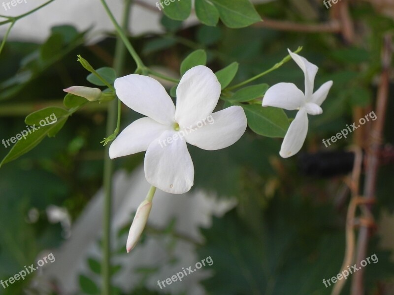 Jasmine Fragrance Garden Flower Flowering