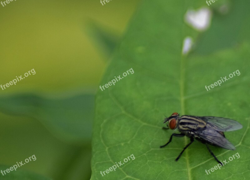 Insect Nature Leaf Outdoors Biology