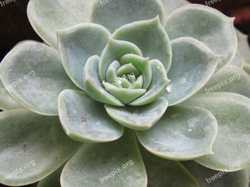 Juicy Plant Vase Nature Cacti