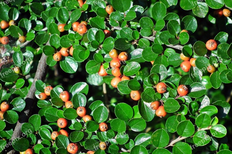 Cotoneaster Bush Hedge Berries Minor