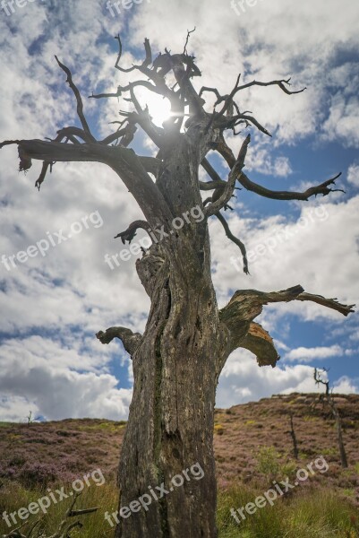 The Roaches Woods Tree Landscape Scenic