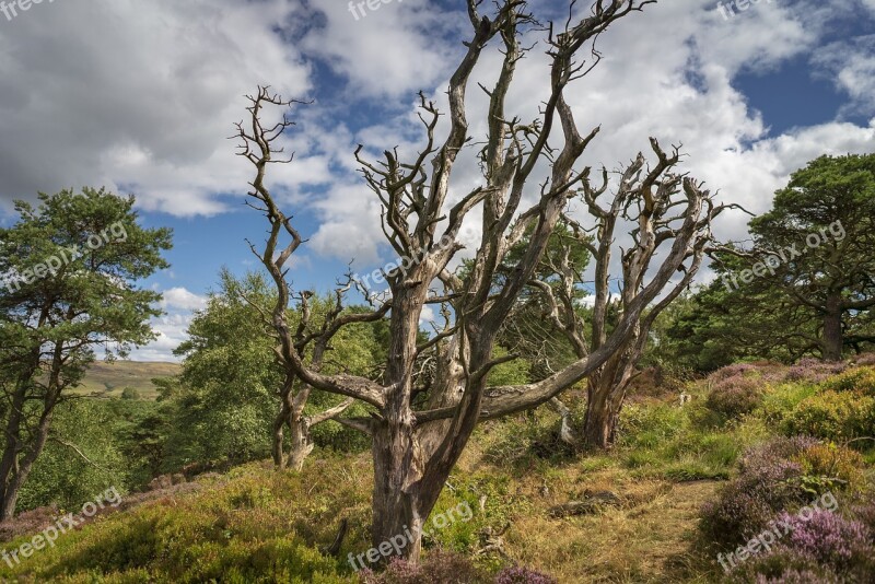 The Roaches United Kingdom Forest Landscape Trees