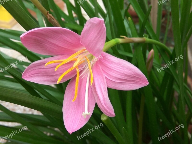 Flower Pink Plant Home Garden Free Photos