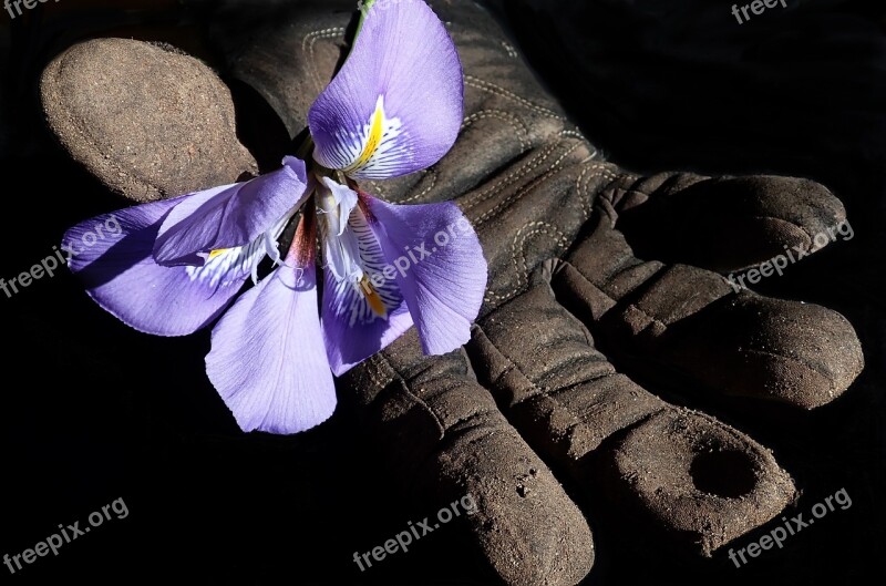 Flower Iris Garden Glove Nature