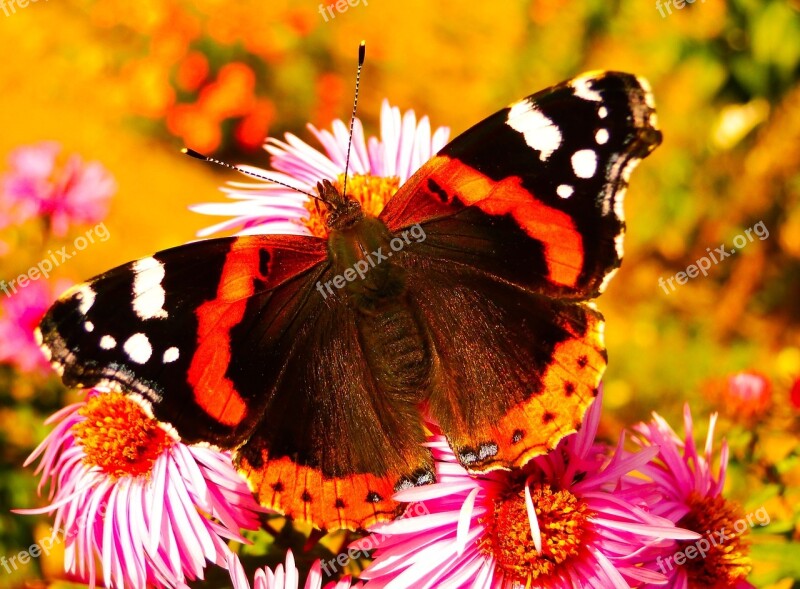 Fair Admiral Insect Butterfly Day Flowers Animals