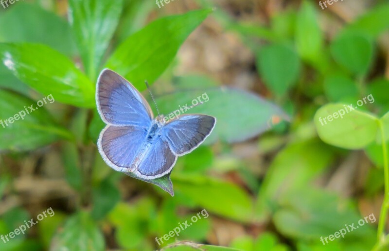 Butterfly Nature Insect Grassland Outdoor