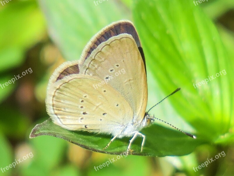 Butterfly Nature Insect Grassland Outdoor