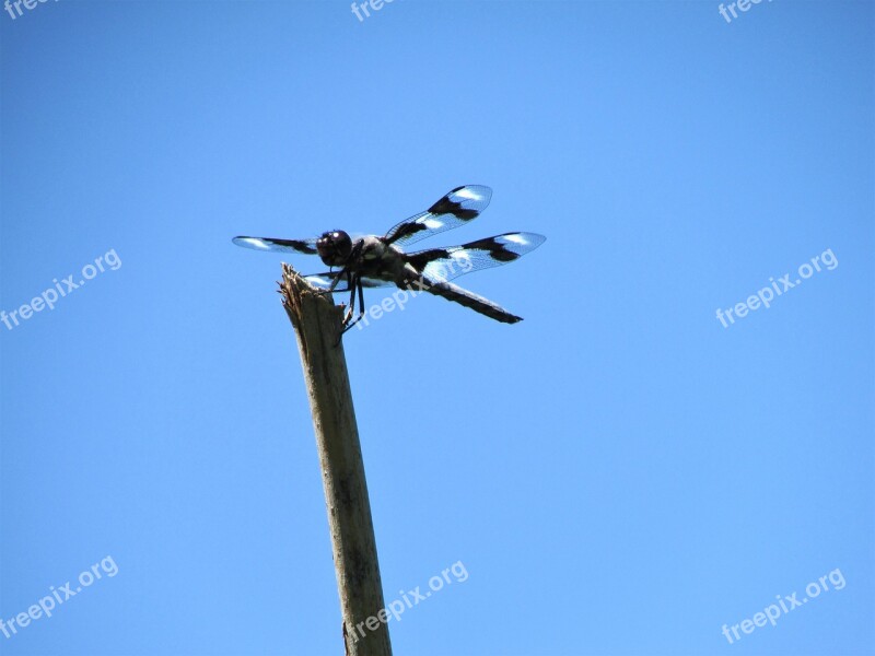 Twelve-spot Skimmer Dragonfly Stick Sky Blue