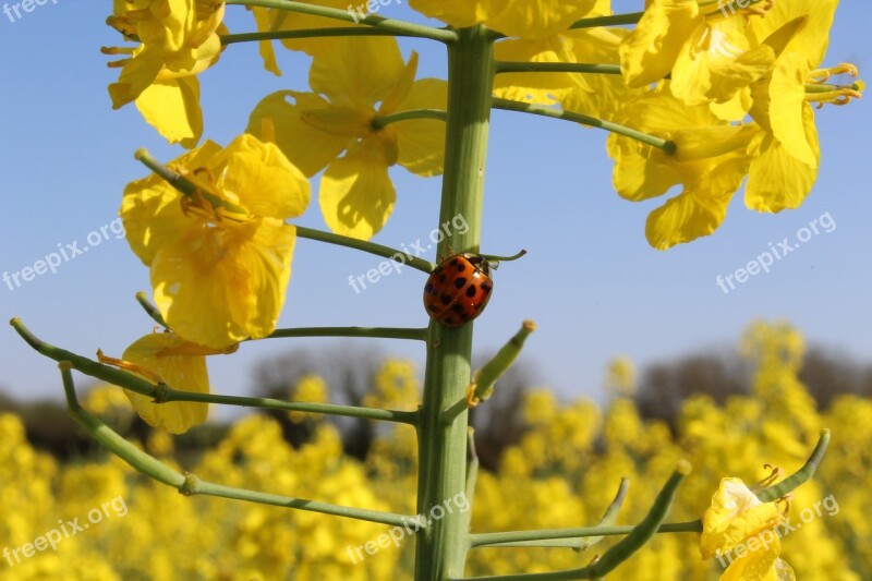 Rapeseed Fields Nature Spring Agriculture