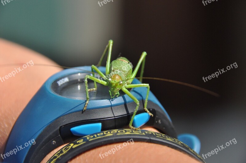 Desert Locust Watch Summer Insect Free Photos