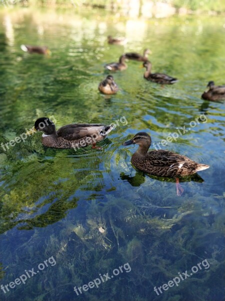 Duck Water Alga Pond Free Photos