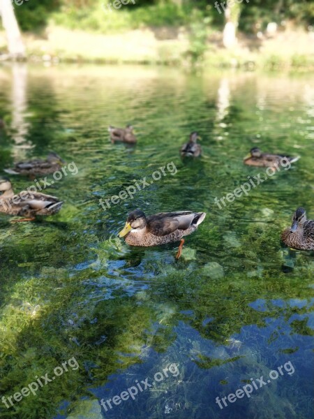 Duck Water Algae Summer Free Photos