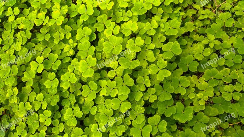 Clover Nature Green Flower Outdoor