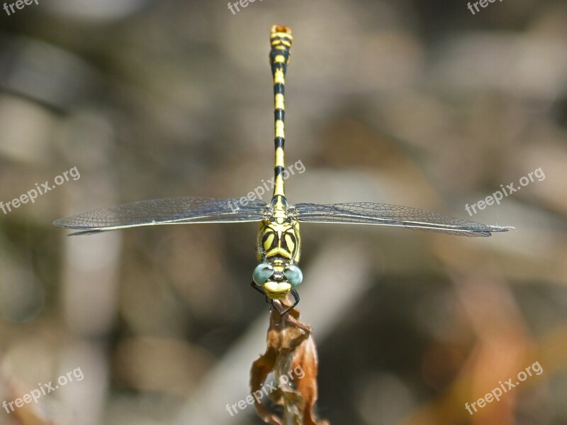 Dragonfly Dragonfly Tiger Onychogomphus Forcipatus Tallanassos Petit Free Photos