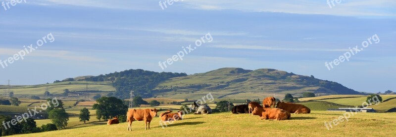 Cows Panorama Meadow Grassland Free Photos