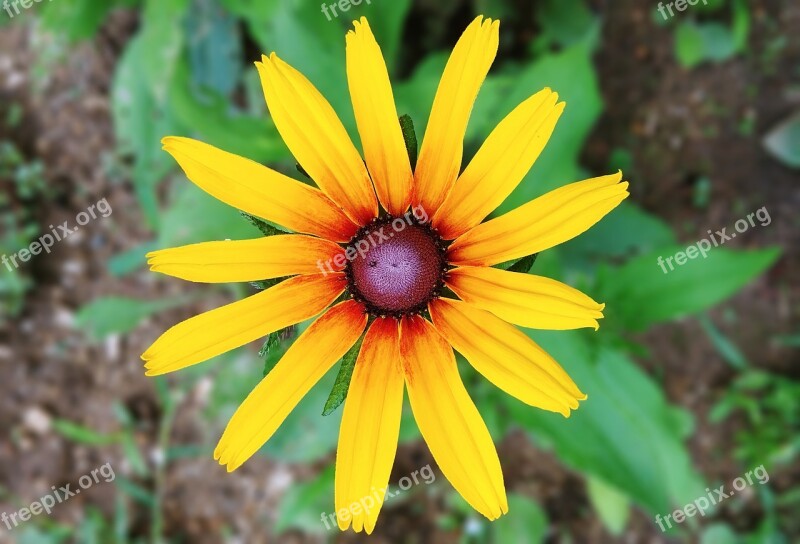 Rudbeckia Flowers Yellow Flower Petal Sejong City