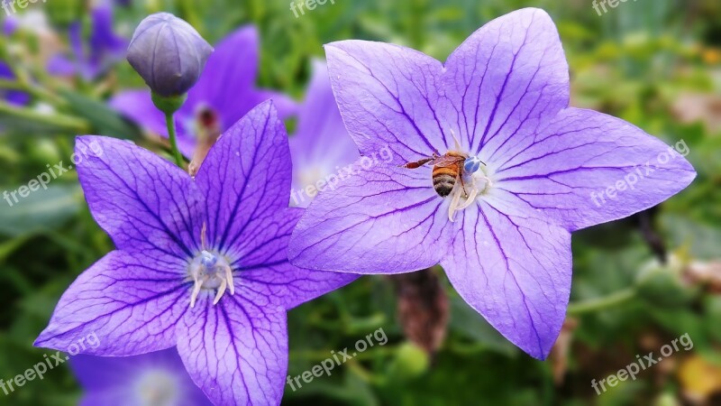 Bellflower Flower Behold See Flowers Field Summer