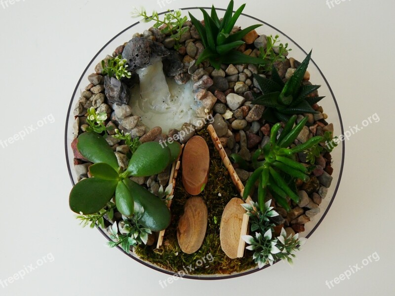 Succulents Plant Green Grows Decoration