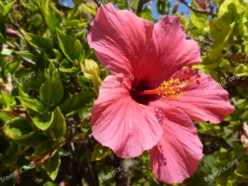 Hibiscus Flower Garden Bloom Mallow