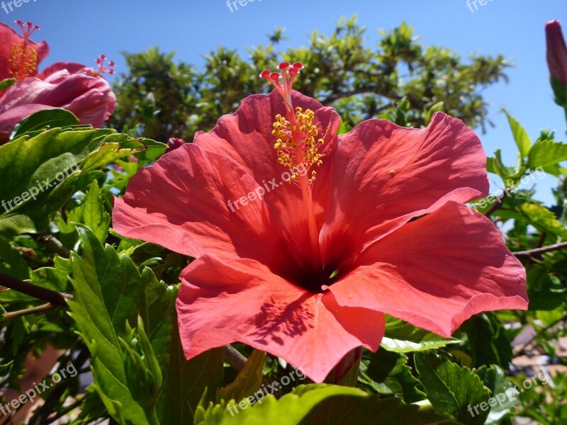 Hibiscus Flower Garden Bloom Mallow