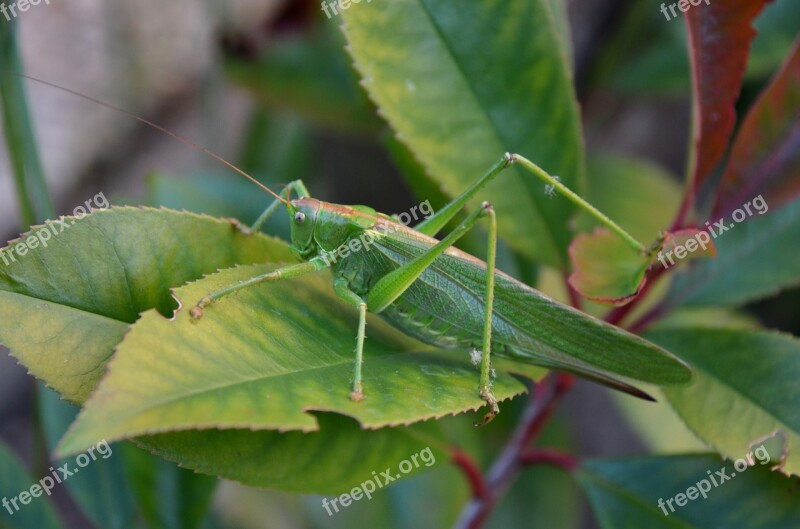 Nature Bug Grasshopper Large Green