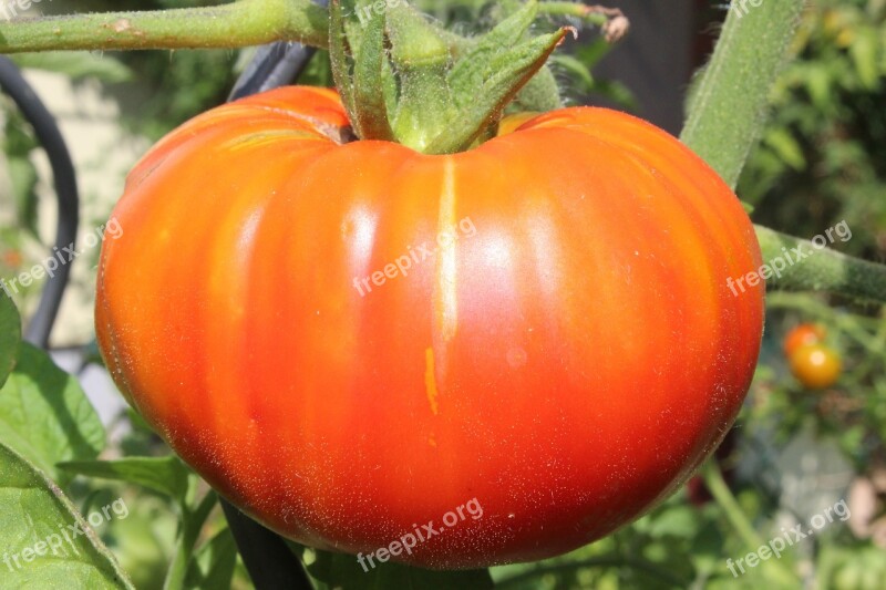 Tomato Beefsteak Tomato Vegetables Free Photos