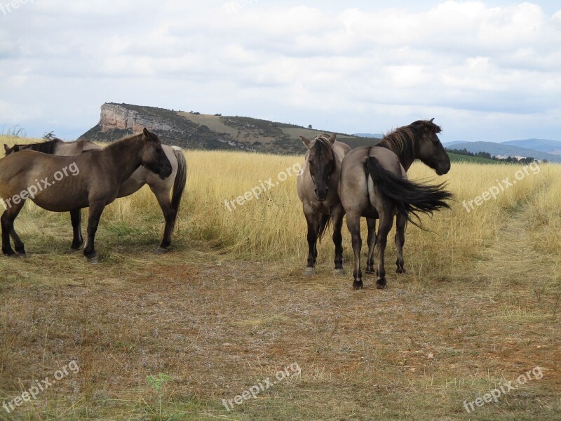 Horses Solutré Nature Wild Free Photos