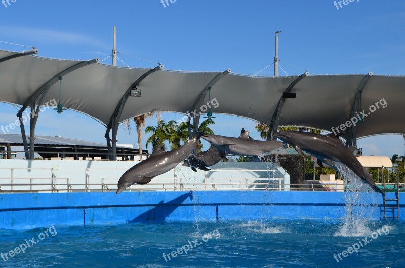 Miami Seaquarium Entertainment Dolphins Show