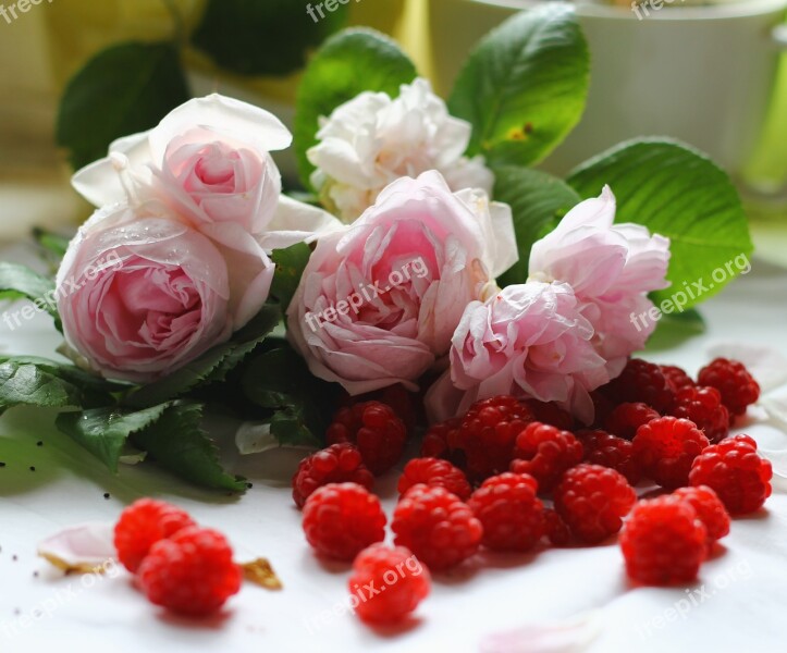 Roses Raspberry Leaves Free Photos