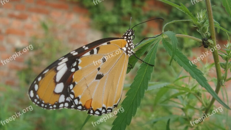 Butterfly Insect Nature Summer Outdoors