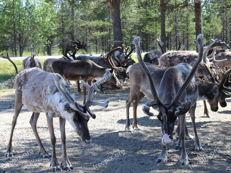 Deers Herd Animals Farm Nature