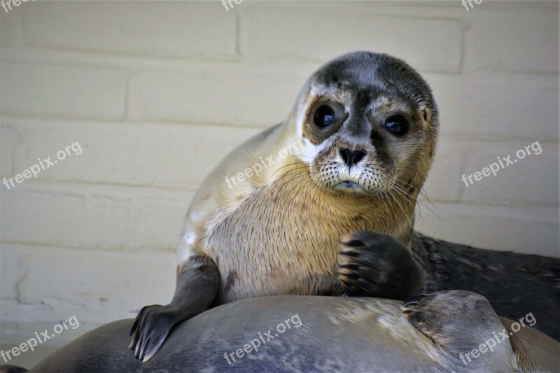 Robbe Seal Howler Close Up Seal Sanctuary